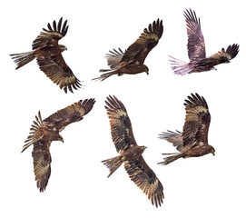 isolated six large black kites in flight