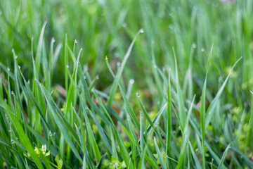 Background with lush green grass on a spring day after rain, droplets hanging on blades of grass, soft selective focus