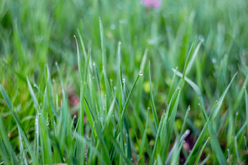 Background with lush green grass on a spring day after rain, droplets hanging on blades of grass, soft selective focus