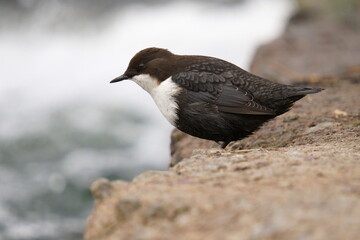 A small dark brown bird stands on the river bank. The white-throated dipper (Cinclus cinclus), also known as the European dipper or just dipper, is an aquatic passerine bird. Close-up.