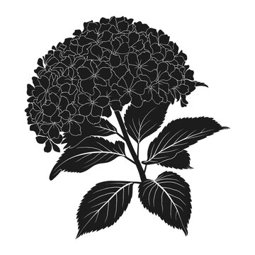 black hydrangea flower silhouette on white clip art preview