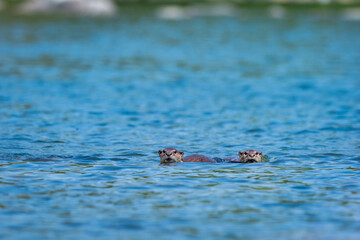 Smooth coated otter or Lutrogale perspicillata family sibling with eye contact playful in blue water of ramganga river at dhikala jim corbett national park forest tiger reserve uttarakhand india