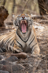 Canines of wild male tiger or panthera tigris in summer season safari at ranthambore national park reserve forest rajasthan india