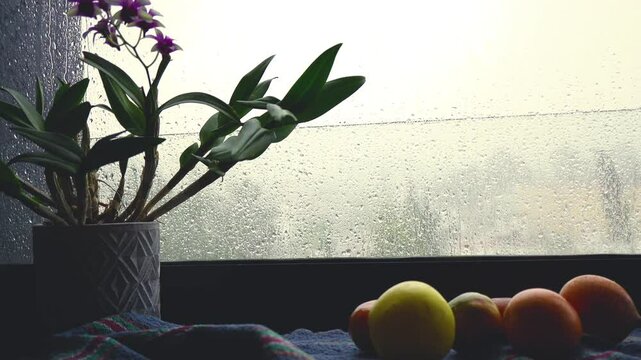 Video of a blooming orchid flower standing on the window sill with wet window and raindrops on the background in Cholula during rainy season	
