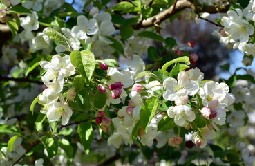 Blühender Zierapfelbaum im Frühling