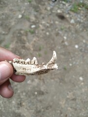 Animal skeleton