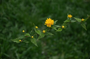 Flowering of a dwarf sunflower plant in a garden, Sofia, Bulgaria 