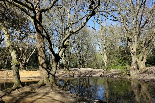 Pond area located within the woodland of Hampstead Heath, North London, during the spring season