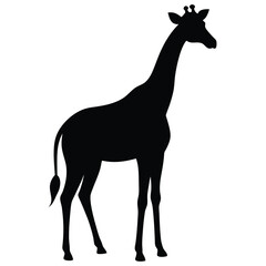 Obraz premium Black silhouette giraffe with white background