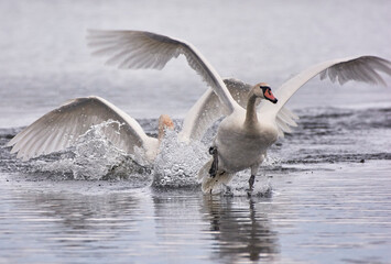 Mute swan flying on the lake.