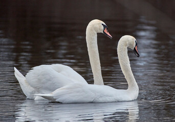 swan on the water
