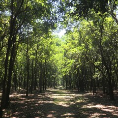 Fototapeta premium Lush Green Forest Path Sunlight Canopy Trees