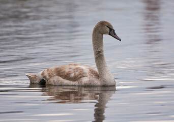 Mute swan  on the lake.