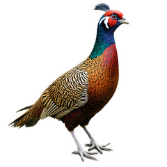 pheasant bird isolated on transparent background