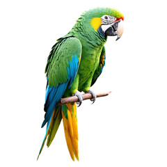 Fototapeta premium big parrot isolated on transparent background