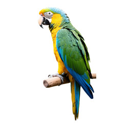 Fototapeta premium big parrot isolated on transparent background