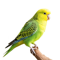 small Parakeet Budgerigar parrot isolated on transparent background