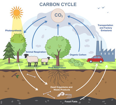 Carbon cycle diagram. Educational infographic with the biochemical process of Carbon Dioxide conversion. CO2 emission exchange in nature and environment. Flat vector illustration