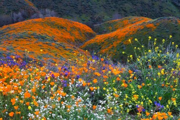 super bloom in the mountains