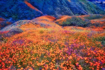 rainbow flowers in the mountains