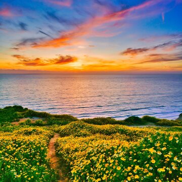 sunset over the sea with flowers
