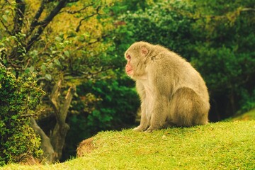 japanese monkey