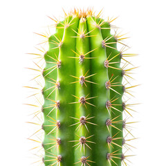 Green cactus plant close up isolated on transparent background