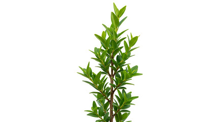 Fototapeta premium Vibrant green evergreen with a lush bushy structure, on a white background for home decor ideas.