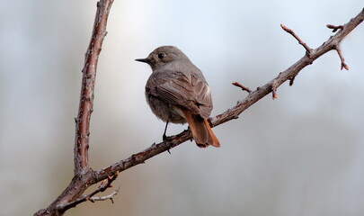 red backed shrike