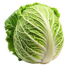 Fototapeta premium Freshly harvested Napa cabbage, isolated on white, ideal for Asian cuisine, kimchi preparation, and vegetarian dishes