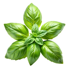 Fototapeta premium Fresh basil leaves closeup isolated on transparent background