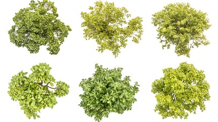 Obraz premium Top View Diverse Trees