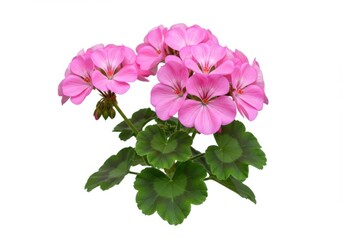 Pink geranium flower bush with green leaves