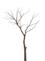 A solitary dry tree branch set against a white background, emphasizing its starkness and simplicity