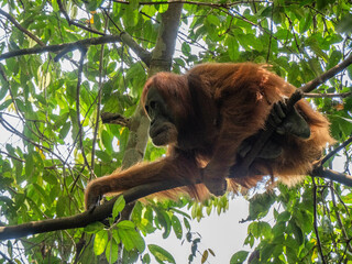Obraz premium Orangutan Resting on a Tree in a Dense Tropical Jungle, Sumatra, Indonesia
