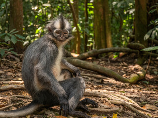 Close-Up of a Monkey (Thomas Langur) Posing in Sunny Jungle Habitat, Sumatra, Indonesia
