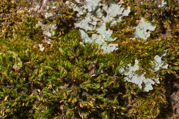 Moss grows on the trunk of an old rotting tree. Orthotrichum is a genus of moss–like mosses in the Orthotrichaceae family. It is distributed all over the world. Spring.