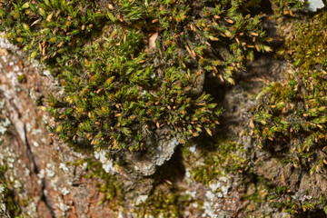 Moss grows on the trunk of an old rotting tree. Orthotrichum is a genus of moss&ndash;like mosses in the Orthotrichaceae family. It is distributed all over the world. Spring.