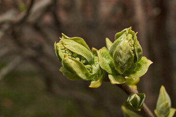 Lilac buds are blooming. Lilac buds (Latin Syringa vulgaris) in the rays of the spring sun. Spring.