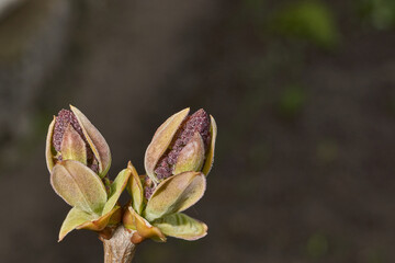 Lilac buds are blooming. Lilac buds (Latin Syringa vulgaris) in the rays of the spring sun. Spring.