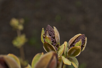 Lilac buds are blooming. Lilac buds (Latin Syringa vulgaris) in the rays of the spring sun. Spring.