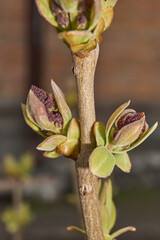 Lilac buds are blooming. Lilac buds (Latin Syringa vulgaris) in the rays of the spring sun. Spring.