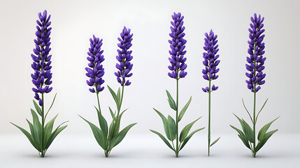 Fototapeta premium Purple Lavender Spikes Studio Shot