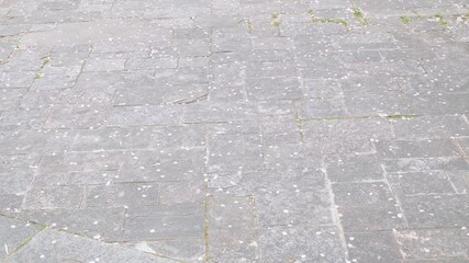 風に吹かれて敷石の上を転がる桜の花びら - 春の終わりの情景