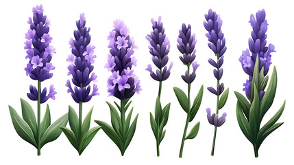 Fototapeta premium Lavender flower illustrations on white background