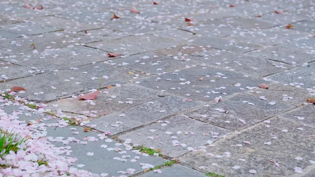風に吹かれて敷石の上を転がる桜の花びら - 春の終わりの情景。画面右から左、上から下へ
