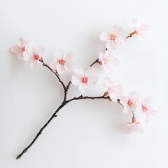 Obraz premium Soft Pink Cherry Bloom: A Gentle Illustration of Pale Pink Cherry Blossoms on a Dark Branch Against a White Backdrop.