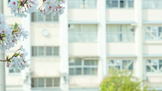 桜越しに見える学校の校舎。日本の春らしい風景