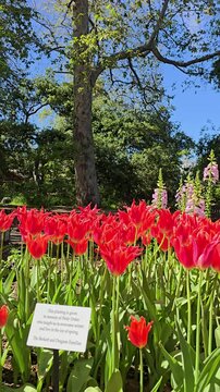 Footage of red tulips and purple foxglove flowers at Descanso Gardens La Ca&ntilde;ada Flintridge California USA