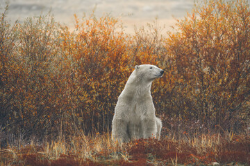 Polar Bear in Autumn Fall Foliage © Megan Brief